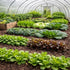 Sunutri Seeds 2500+ 9 Greens Seeds Collection, Seeds, Heirloom Varieties, Arugula, Beet, Upland Cress, Vates Collard
