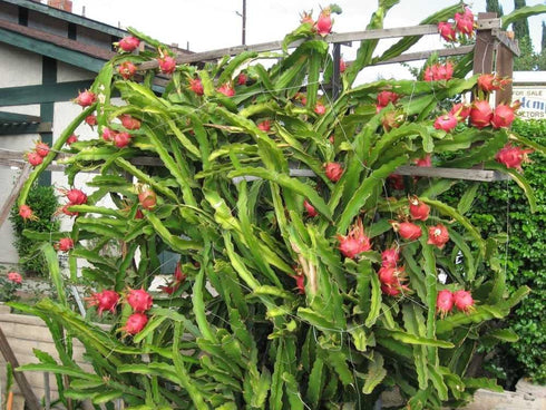 The Lucky Stars 250 95% Rare Red Dragon Fruit (Pitaya) Seeds - Germination Rate - Thanh Long RUT - Hylocereus