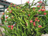 The Lucky Stars 250 95% Rare Red Dragon Fruit (Pitaya) Seeds - Germination Rate - Thanh Long RUT - Hylocereus