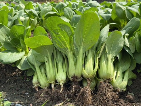 Generic 3000+ 99% Organic Bok Choy Seeds Ci Tha Pak Choi Chinese Cabbage Non-GMO, Heirloom, Made in USA - Germination
