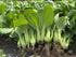 Generic 3000+ 99% Organic Bok Choy Seeds Ci Tha Pak Choi Chinese Cabbage Non-GMO, Heirloom, Made in USA - Germination