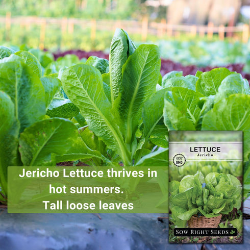 Packet (3) Sow Right Seeds - Jericho Lettuce Seeds for Planting - Non-GMO Heirloom with Instructions to Plant a Home