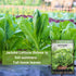 Packet (3) Sow Right Seeds - Jericho Lettuce Seeds for Planting - Non-GMO Heirloom with Instructions to Plant a Home
