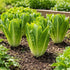 Sunutri Seeds Parris Island Romaine Lettuce Seeds Crisp Upright Heads, Heat-Tolerant Heirloom Variety for Home Gardens