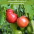 Hillbilly, Sow Right Seeds - Rare Colorful Heirloom Tomato Seed Collection for Planting - Cherokee Green, Black Krim