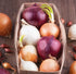 NIKA SEEDS 500 Seeds Vegetable Onion Rainbow Mix Neutral - Seeds