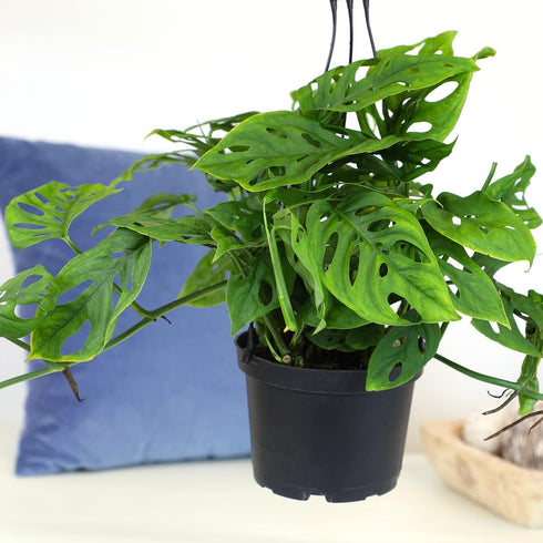 6" Swiss Cheese Plant Monstera Adansonii Live Plant Hanging Basket, Swiss Cheese Monstera Plant Live House Plants