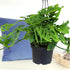 6" Swiss Cheese Plant Monstera Adansonii Live Plant Hanging Basket, Swiss Cheese Monstera Plant Live House Plants