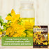Packet (1) Sow Right Seeds - St Johns Wort Seeds for Planting - Non-GMO Heirloom with Instructions to Plant & Grow an