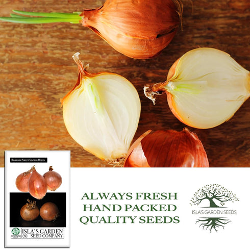300+ Bulbs Riverside Sweet Spanish Onion Seeds (Allium cepa) Heirloom Non-GMO Seeds by Islas Garden Seeds, Large Mild