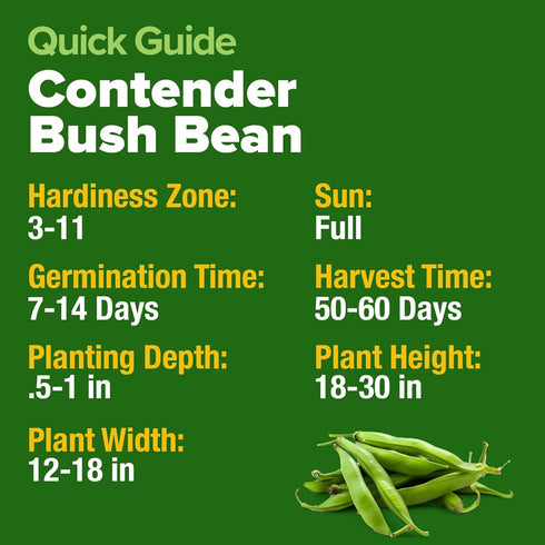56+ HOME GROWN Contender Bush Bean Seeds Heirloom Non-GMO, High Germination, Stringless Green Beans for Planting, Early