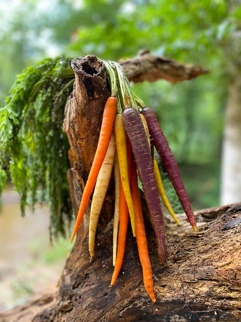6 80 Carrot Mix of Colorful Varieties About Seeds for Planting