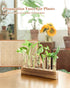 7 KAXYEW Plant Terrarium with Wooden Stand, Plant Propagation Tubes, Test Tubes Glass Planter for Hydroponic Plant
