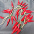 5pack Simulation Artificial Lifelike Fake Vegetables, Garlic, Red Pepper, Onion Hanging Rope Home Decor Props