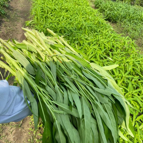 1200+ Kong Xin CAI Vegetable Seeds Water Spinach Kangkong Delicious Vegetable Seeds for Green Leaf Planting Garden