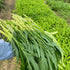 1200+ Kong Xin CAI Vegetable Seeds Water Spinach Kangkong Delicious Vegetable Seeds for Green Leaf Planting Garden