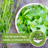 Packet (1) Sow Right Seeds - Lemon Basil Seed for Planting - Non-GMO Heirloom with Instructions to Grow a Kitchen Herb