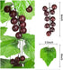 Meiliy 8FT Artificial Greenery Chain Grapes - Fake Vines Leaves Foliage for Home Room Garden Wedding Decor
