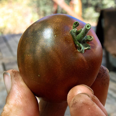 SEEDS4PLANTING Seeds Tomato Black Prince Giant Heirloom Vegetable Non GMO