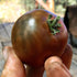 SEEDS4PLANTING Seeds Tomato Black Prince Giant Heirloom Vegetable Non GMO