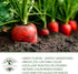 250+ Atomic Red Carrot Seeds (Daucus carota) Non-GMO Heirloom Seeds, Vibrant Red Roots Rich in Lycopene, by Islas