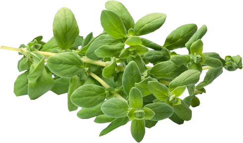 500 2000 Packet 1 TKE Farms & Gardens - Marjoram Seeds for Planting, Mg, Heirloom Seeds, Non-GMO, Includes Instructions