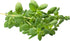500 2000 Packet 1 TKE Farms & Gardens - Marjoram Seeds for Planting, Mg, Heirloom Seeds, Non-GMO, Includes Instructions