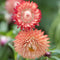Eden Brothers Strawflower Seeds - King Size Salmon