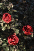 Floroom 25pcs Artificial Flowers Dark Red Foam Fake Roses with Stems for DIY Wedding Bouquets, Party Decorations