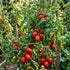ZEshops 200pcs Tomato Cherry Pink Grape Seeds - Heirloom, Non-GMO Seeds - Planting
