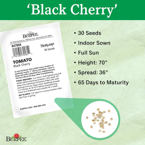 30 Burpee 'Black Cherry' Tomato, Purple Cherry Tomato, Sweet Rich Flavor, Non-GMO Seeds
