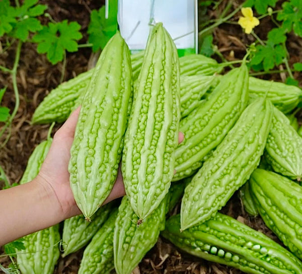 Generic 25 Organic Bitter Melon Seeds for Planting Non-GMO Bitter Gourd Kh Qua