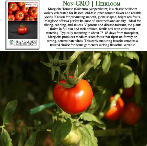 500+ Marglobe Tomato Seeds (Solanum lycopersicum) Non-GMO & Heirloom Seeds by Islas Garden Seeds, Classic Red Variety