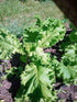 25+ Mustard Greens Seed, Southern Giant, Heirloom, Non GMO, Seeds