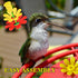 Wild Bird Feeder Flower 30Pcs, Hummingbird Feeder Replacement Parts, Attractive Design for Hummingbird Mouth