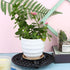OBANGONG 6 8 Inch Pcs Plant Level Pot Elevator Heavy Duty Plant Stands Plant Risers for Pots Indoor Outdoor Level Pot