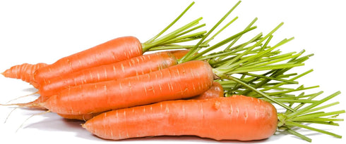 2,000 Little Fingers Carrot Seeds - Heirloom Non-GMO USA Grown - Grows