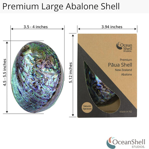 Polished Abalone Shell, 4.5" to 5.5", in Gift Box for Smudging, Cleansing, Meditation, Home Décor - 100% Natural Shell
