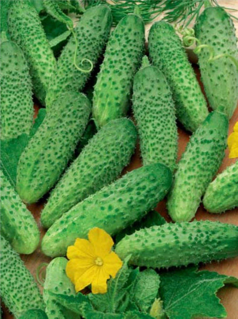 NIKA SEEDS 45 20 Seeds Vegetable Cucumber Titus Heirloom for Pickling Days - Seeds