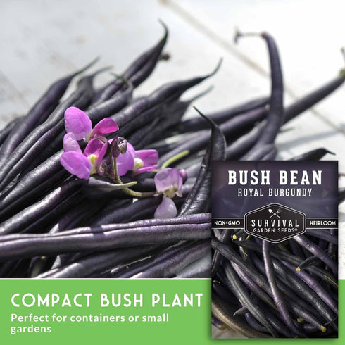 (2 Packs) Royal Burgundy Bush Bean Seeds for Planting - Plant & Grow Stringless Purple Bush Beans in Your Home