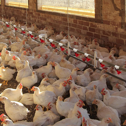20 Pack Chicken Waterer PVC Tee Fittings - Fully Automatic for Threaded Chicken Waterer Nipples/Cups/Feeders/Poultry