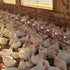 20 Pack Chicken Waterer PVC Tee Fittings - Fully Automatic for Threaded Chicken Waterer Nipples/Cups/Feeders/Poultry