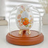 Plymor 4" x 4" Glass Display Dome Cloche, Walnut MDF Base