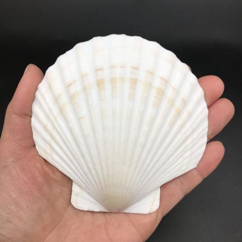 PEPPERLONELY 8 PC Large Great Scallop Sea Shells, Irish Baking Shells, 3 Inch ~ 4 Inch