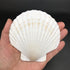 PEPPERLONELY 8 PC Large Great Scallop Sea Shells, Irish Baking Shells, 3 Inch ~ 4 Inch