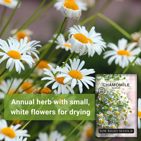 Packet (1) Sow Right Seeds - German Chamomile Seeds for Planting - Non-GMO Heirloom with Instructions to Grow Herbal