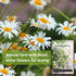 Packet (1) Sow Right Seeds - German Chamomile Seeds for Planting - Non-GMO Heirloom with Instructions to Grow Herbal