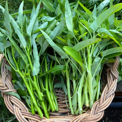 500+ Kong Xin CAI Vegetable Seeds Water Spinach Kangkong Delicious Vegetable Seeds for Green Leaf Planting Garden