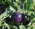 NIKA SEEDS 20 Seeds Tomato Indigo Rose Seeds