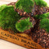 6Pcs Foam Moss Green Hay Stone: DIY Family Garden Decoration for Miniature Landscape